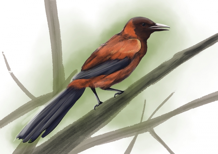 PITOHUI