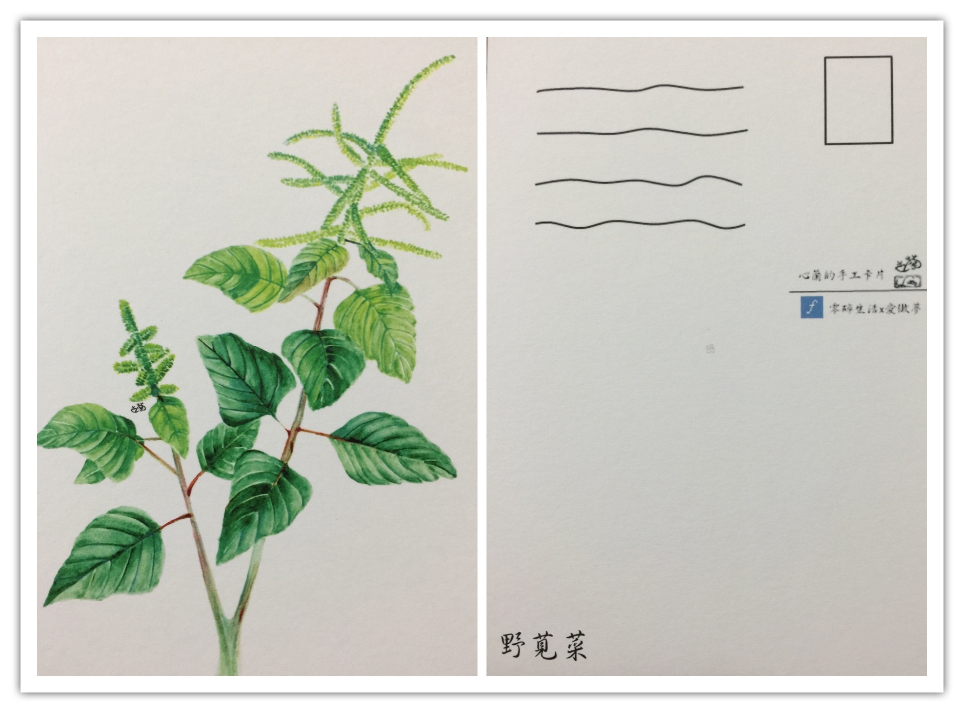野莧菜手繪明信片