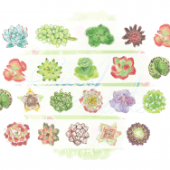 [SuccuLents]和紙膠帶