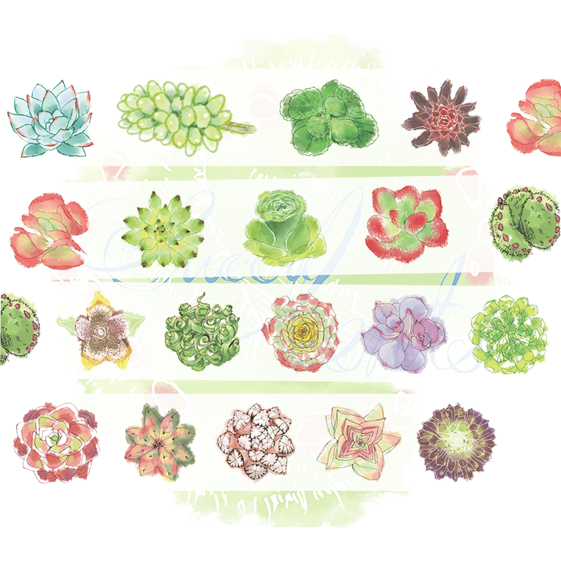[SuccuLents]和紙膠帶